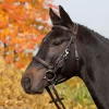 Kieffer’s Trail Endurance Bridle