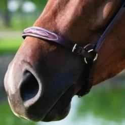 HDR Advantage Adjustable Drop Noseband