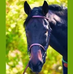 HDR Advantage Raised Fancy Stitched Bridle