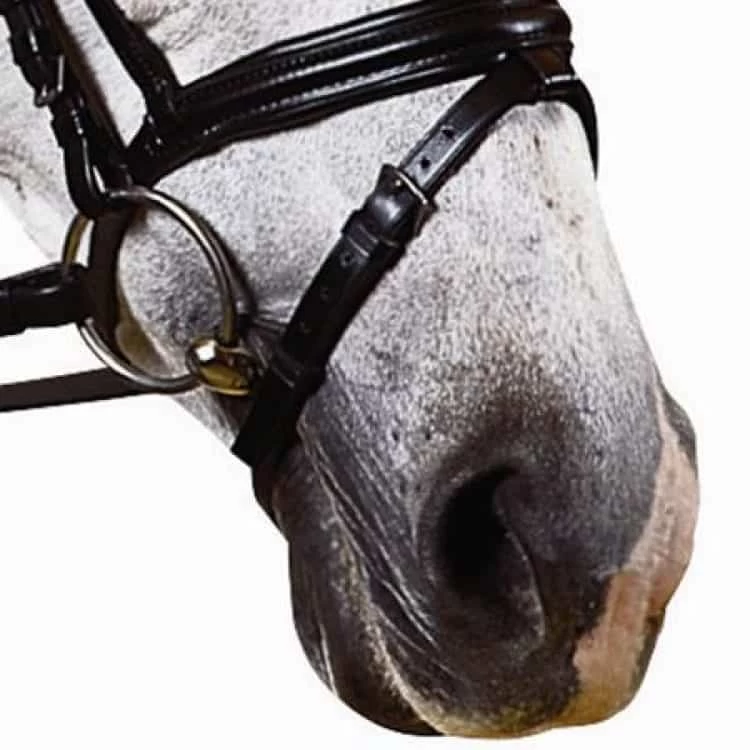 HDR Advantage Raised Flash Noseband