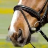 Kieffer Flash Noseband With Chinpad (Comfort I)