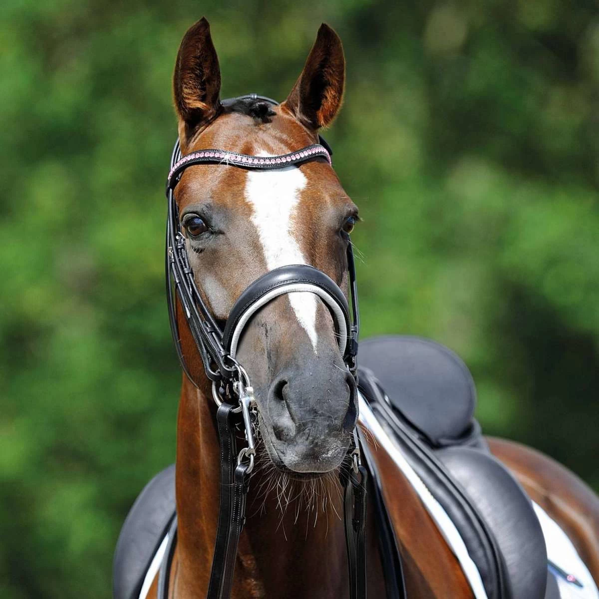 Passier Hubertus Schmidt Double Bridle RoseGold Luxury Edition